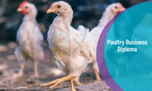 Diploma in Poultry Business